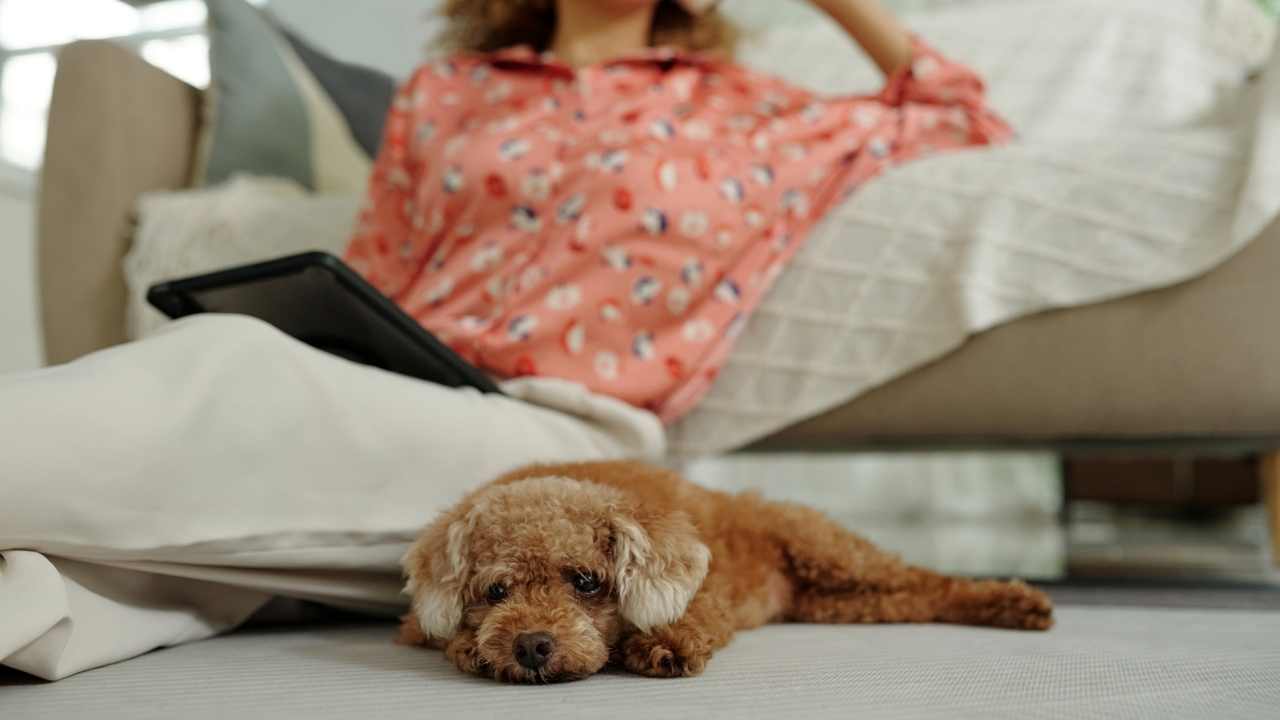 sıkılmış bir köpek