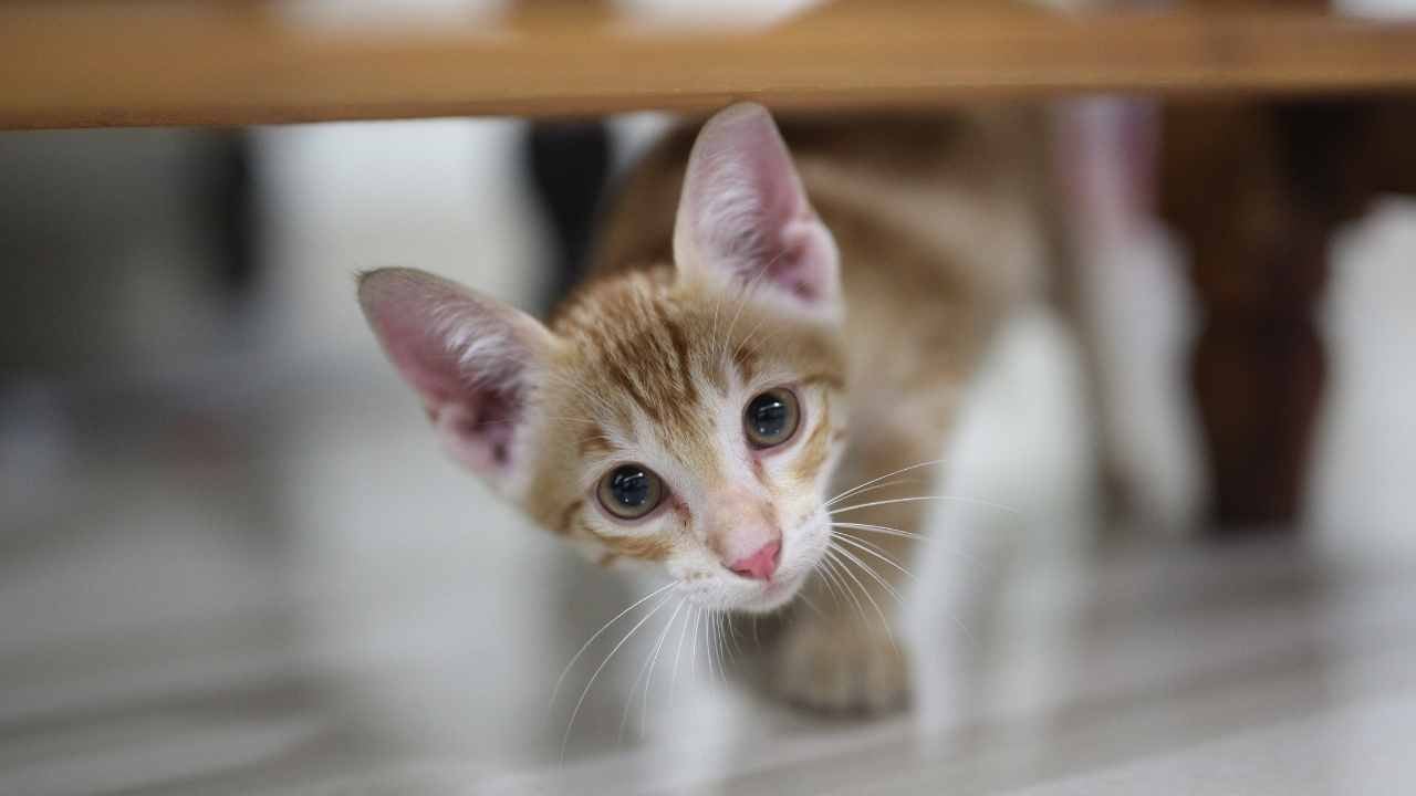kedi eve geliyor