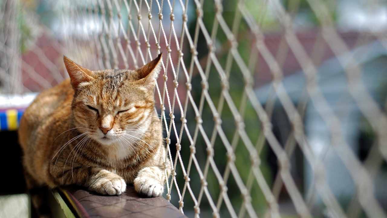 kedi balkonda güneşleniyor