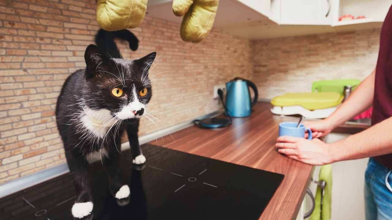 kedi tezgahın üzerinde