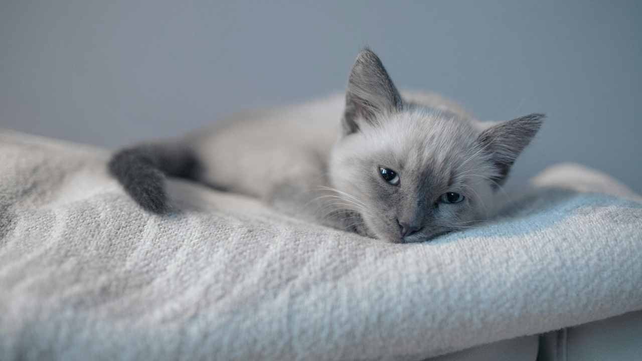 kedi yatağında yatıyor