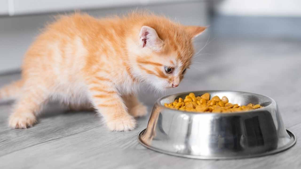 sarı yavru kedi mama yiyor