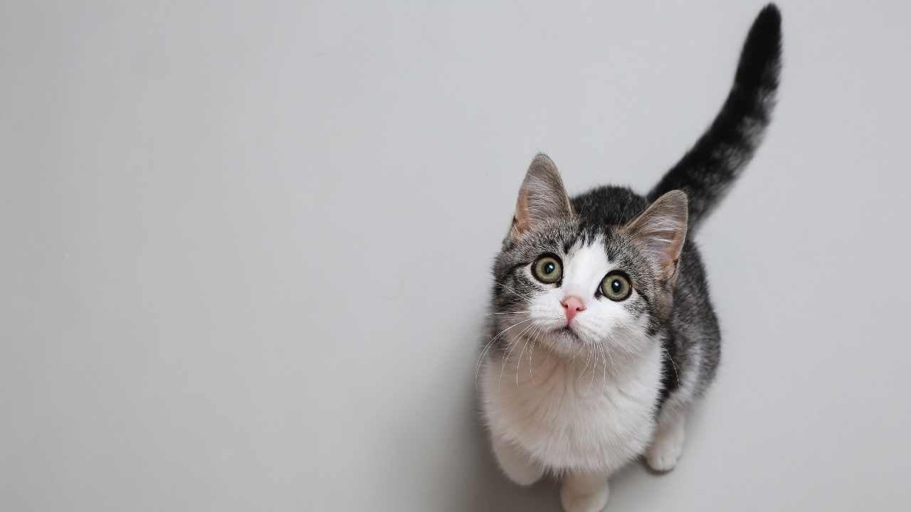 kedi kameraya bakıyor