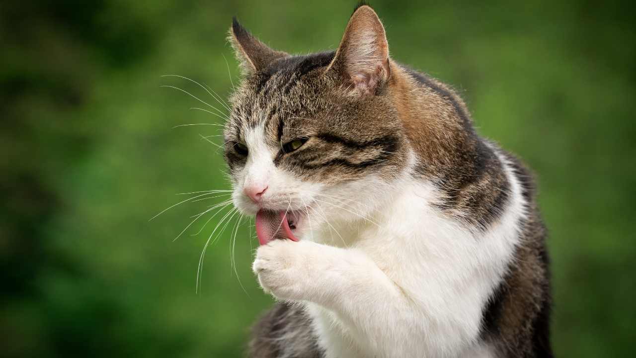 kedi yalanıyor