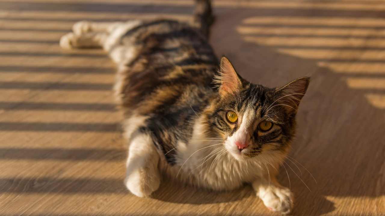 kedi güneşe yatıyor