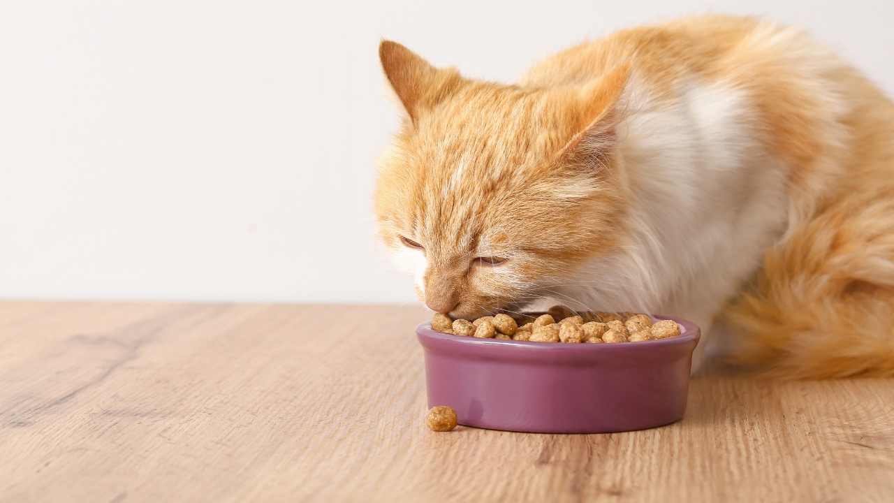 kedi mama yiyor