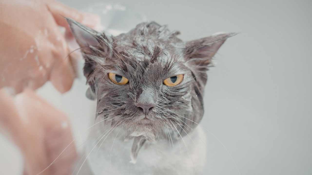 kedi yıkanıyor