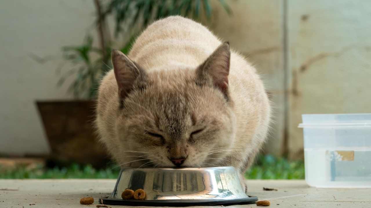 kedi, mama yiyor