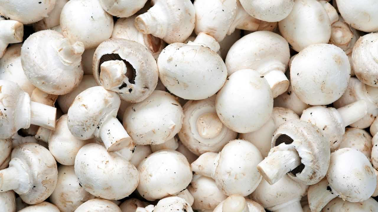 kültür mantarları
