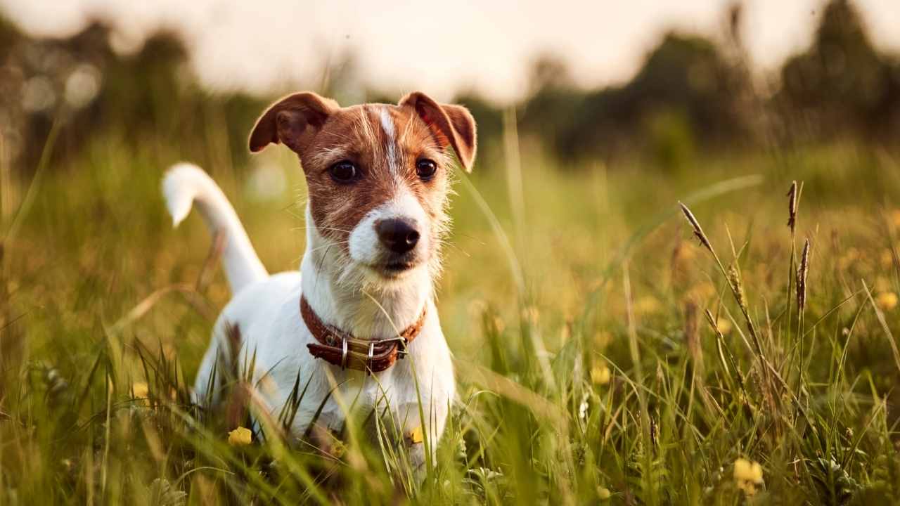 Jack Russell Terrier