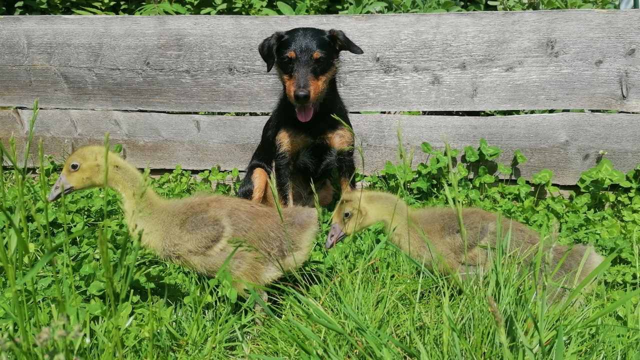Jagdterrier