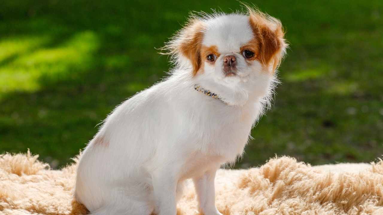Japon Chin Köpeği
