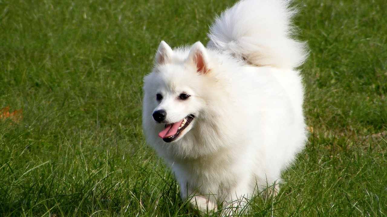 Japon Spitz