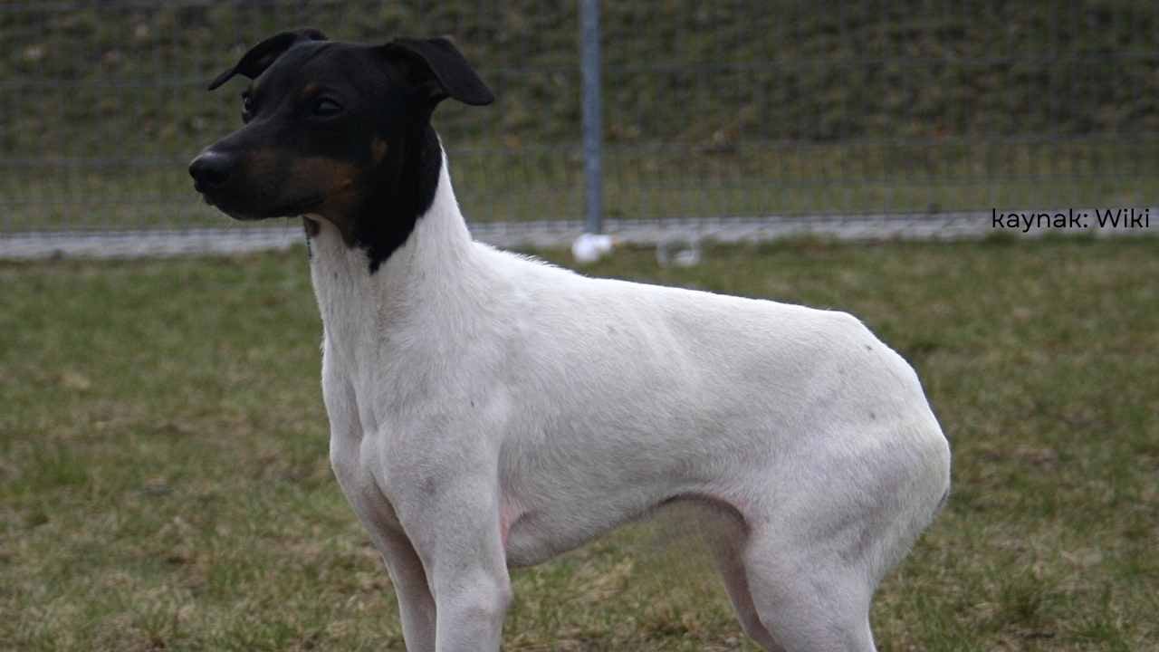 Japon Terrier