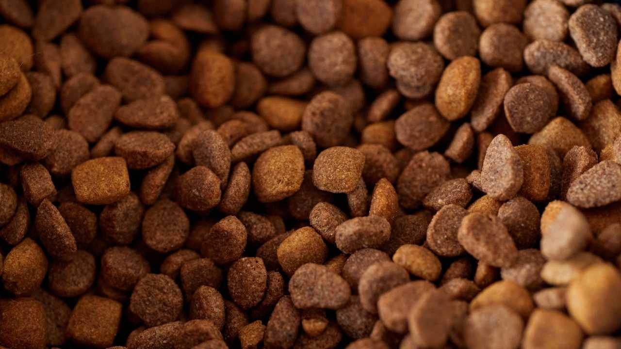köpek maması taneleri