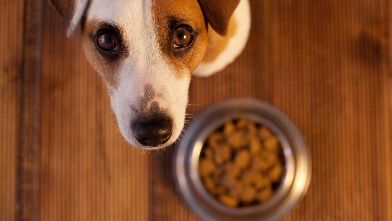 köpek ve mama kabı