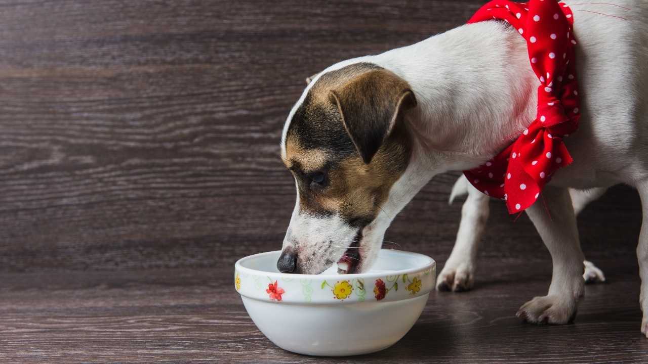 köpek mama yiyor