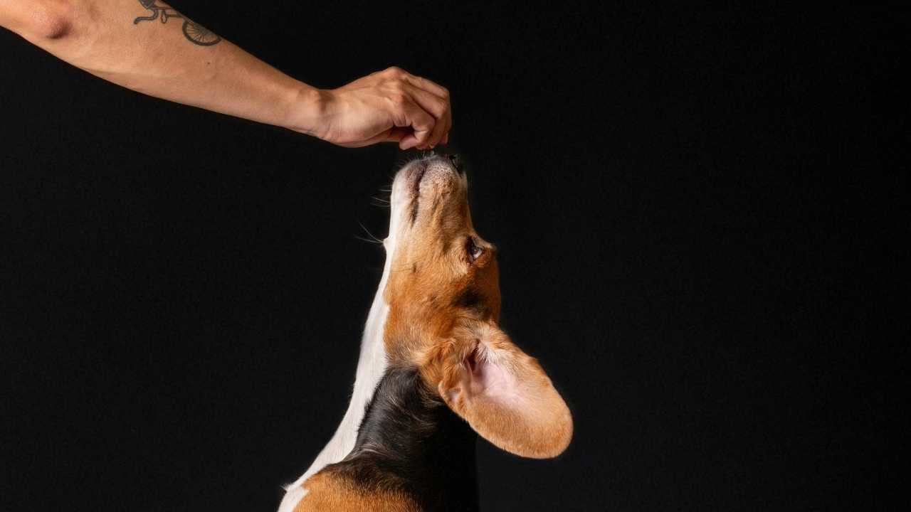 adam köpeğine ödül maması veriyor