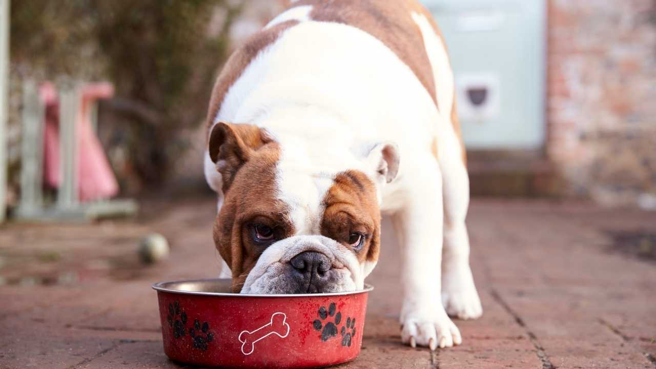 köpek dışarıda mama yiyor