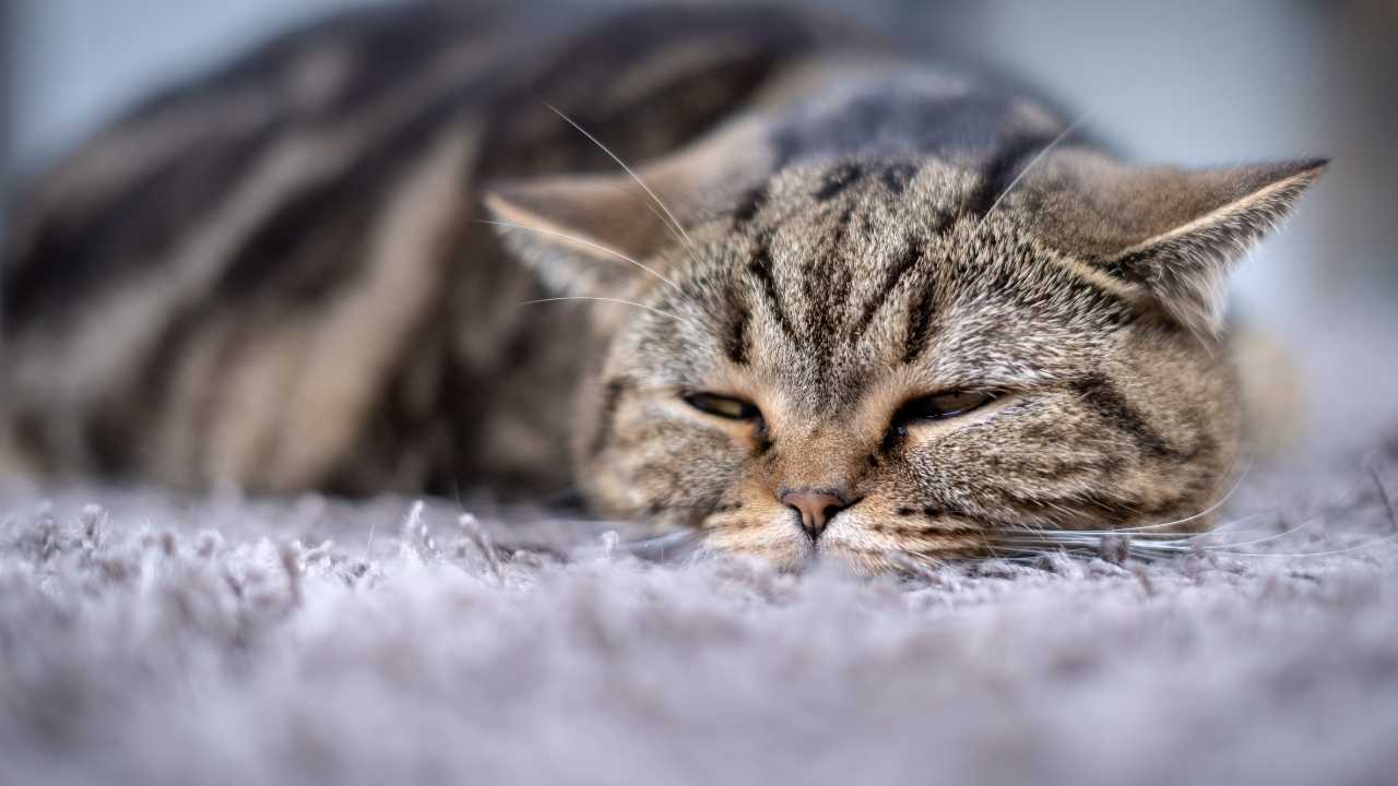 kedi hasta ve yatıyor