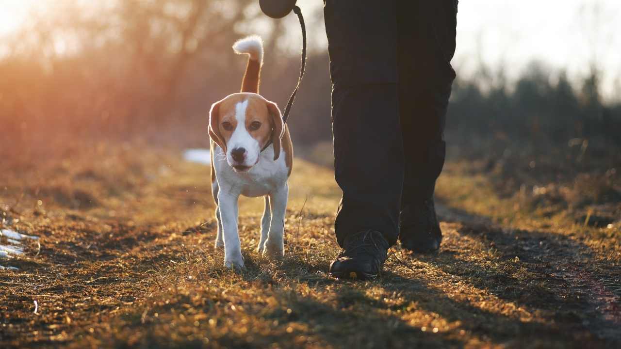 sahibi, beagle köpeğini gezdiriyor