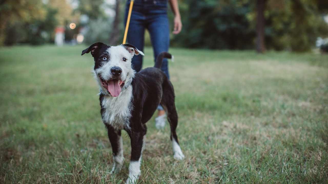 sahibi, köpeğini gezdirmeye çıkarmış