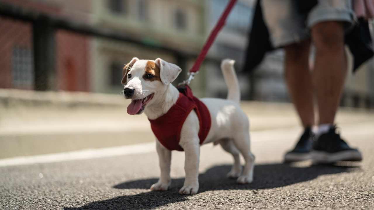 sahibi ve minik köpeği yürüyüşte