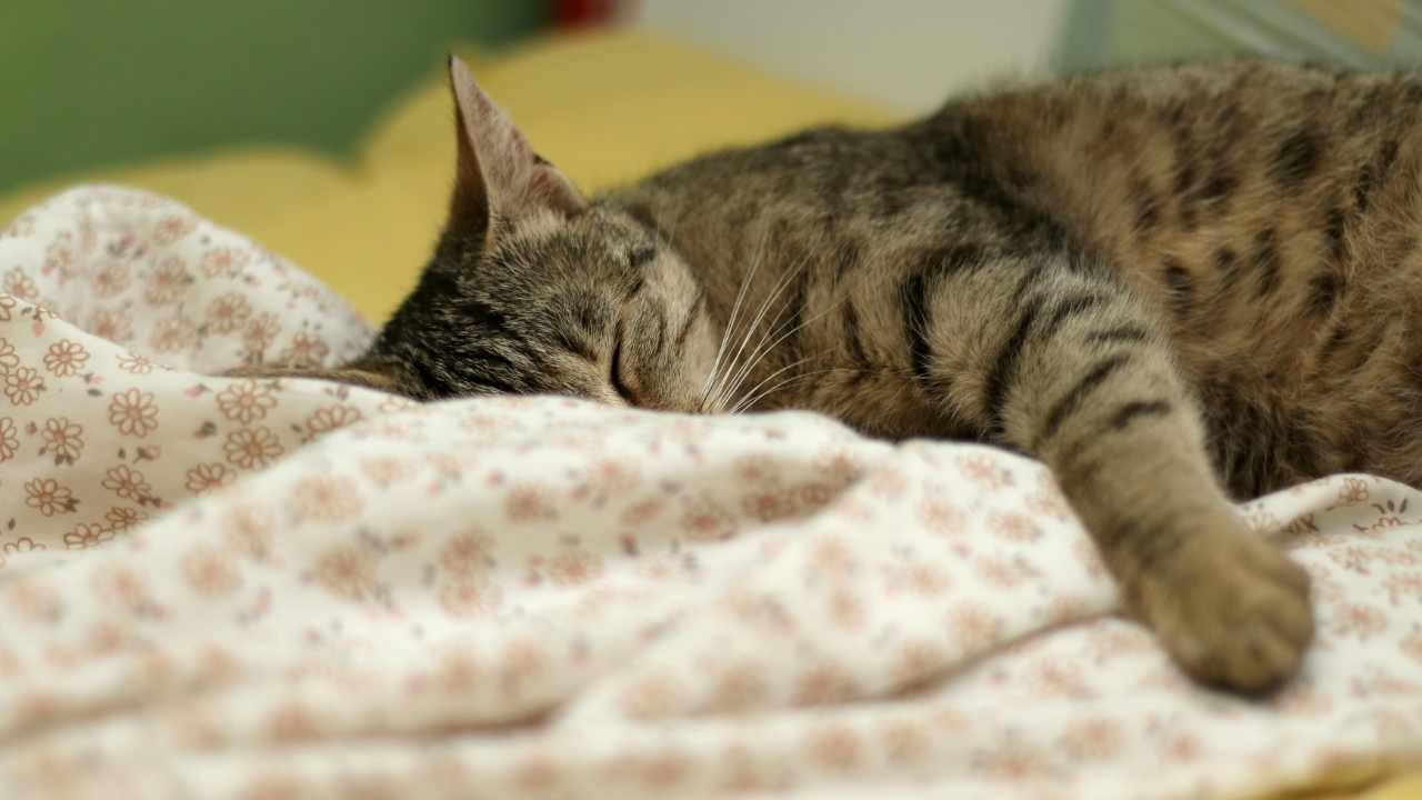 halsiz kedi uyuyor