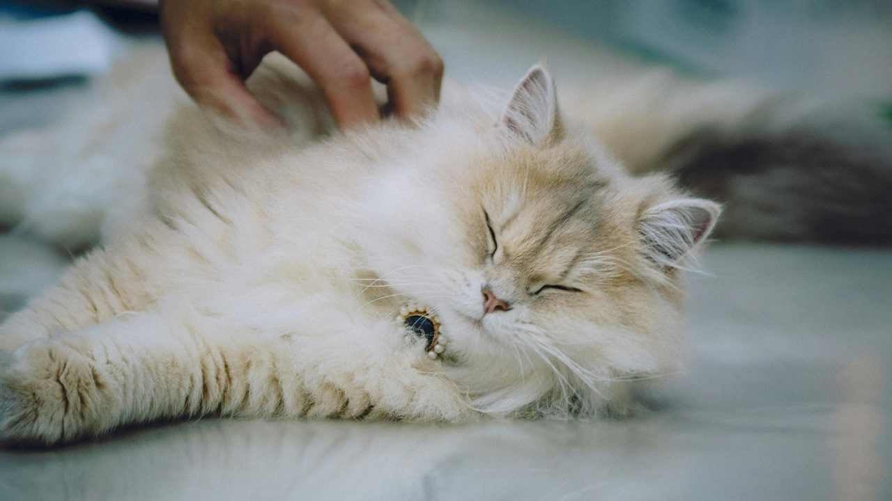 uzun tüylü halsiz kedi uyuyor