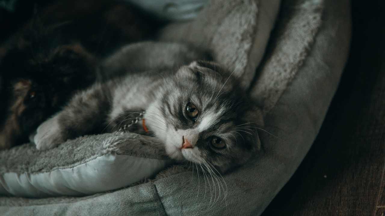 halsiz kedi