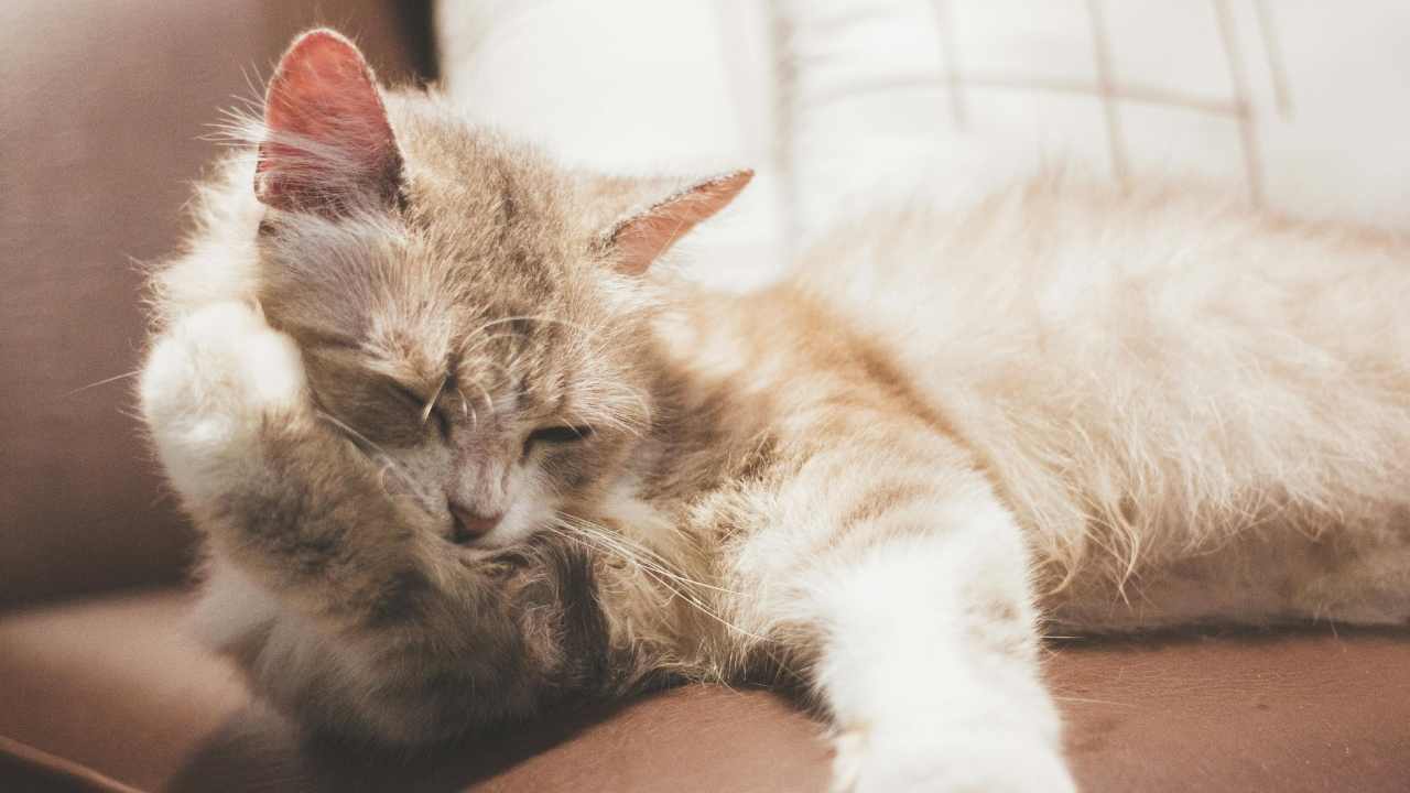 halsiz kedi yatıyor