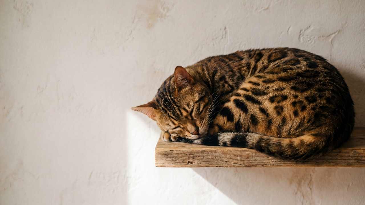 bengal kedisi uyuyor