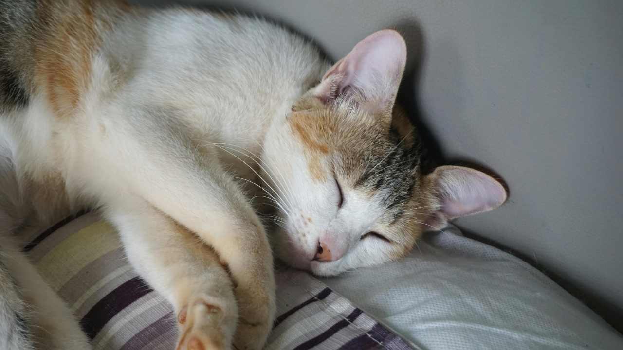 hasta bir kedi halsizce yatıyor
