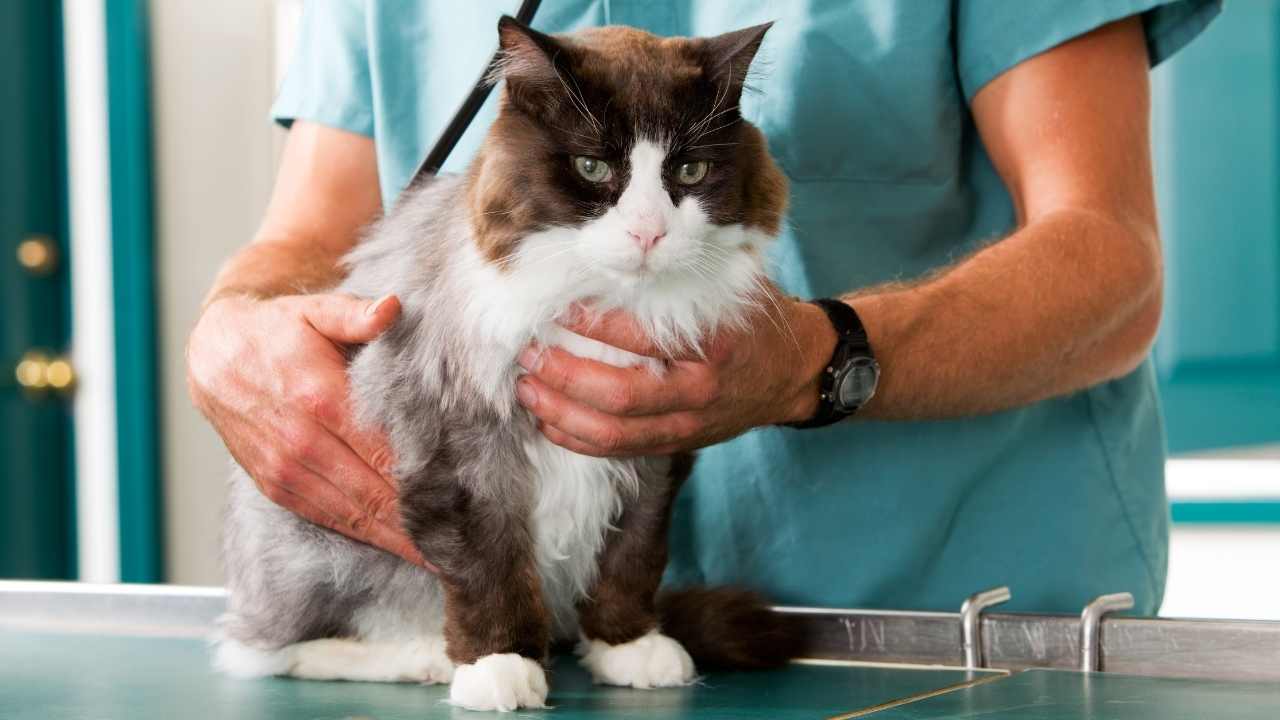 kedi veteriner hekimde