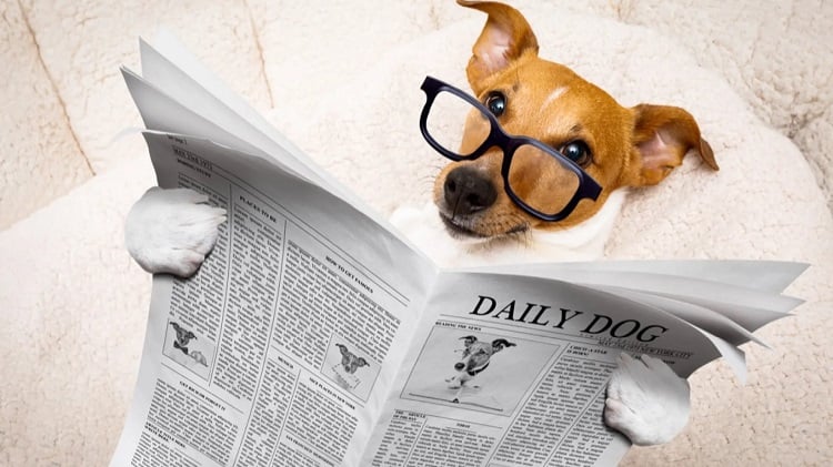 90 Funny Animal Jokes That Kids Will Love