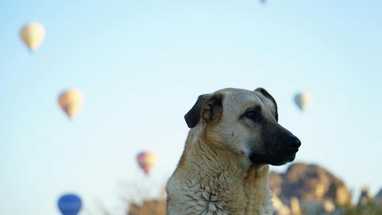 Kangal köpek