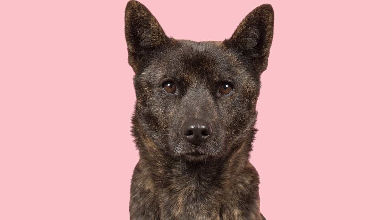Kai Ken köpek