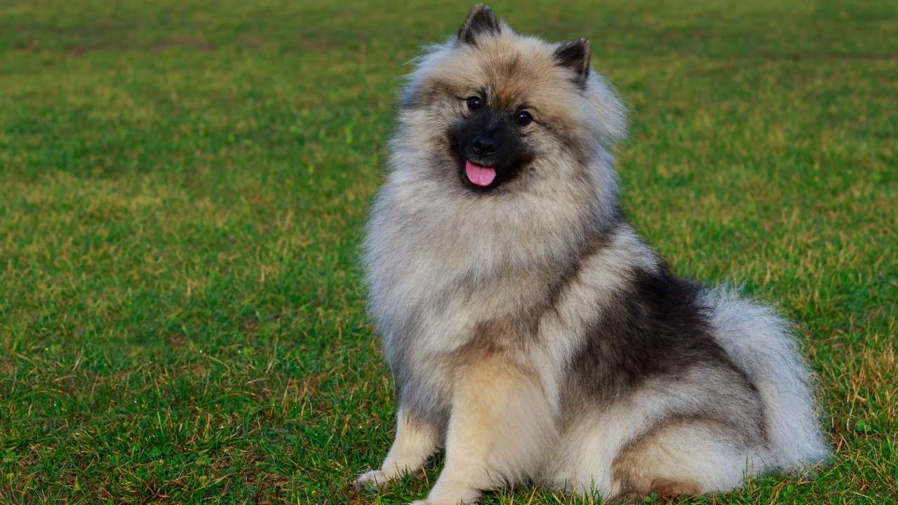 Keeshond köpek