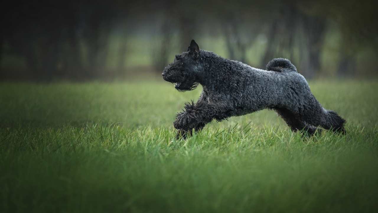 Kerry Blue Terrier köpek