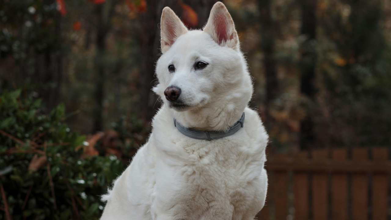 Kishu Ken köpek