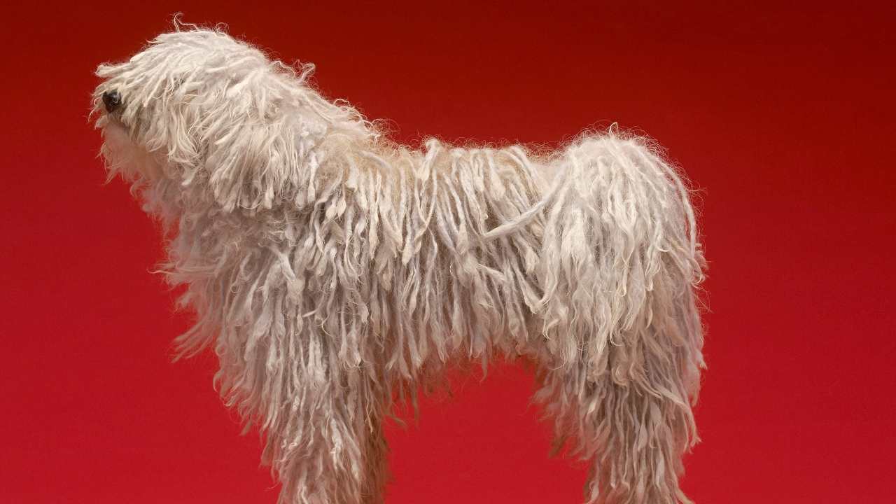 Komondor köpek