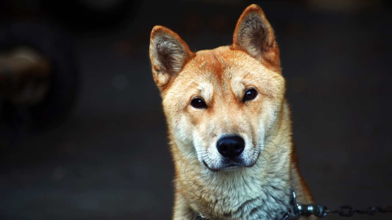 Kore Jindo Köpeği köpek