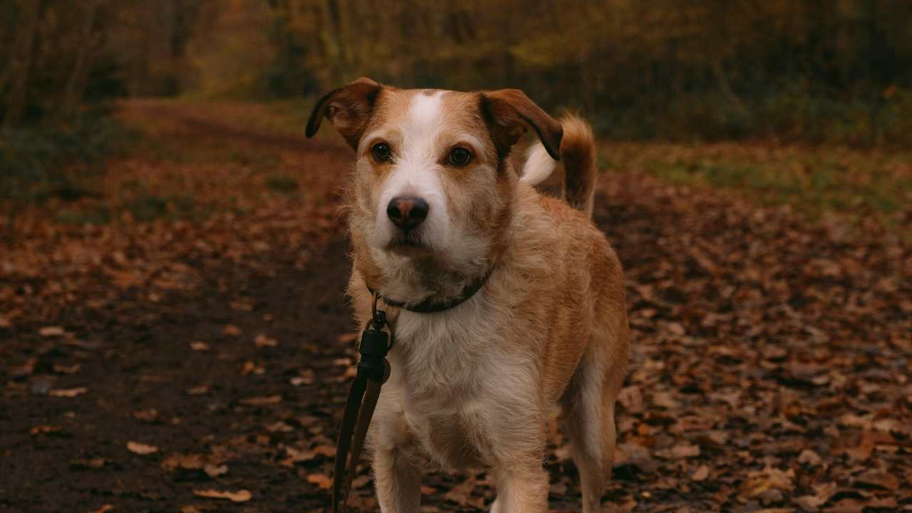Kromfohrlander köpek