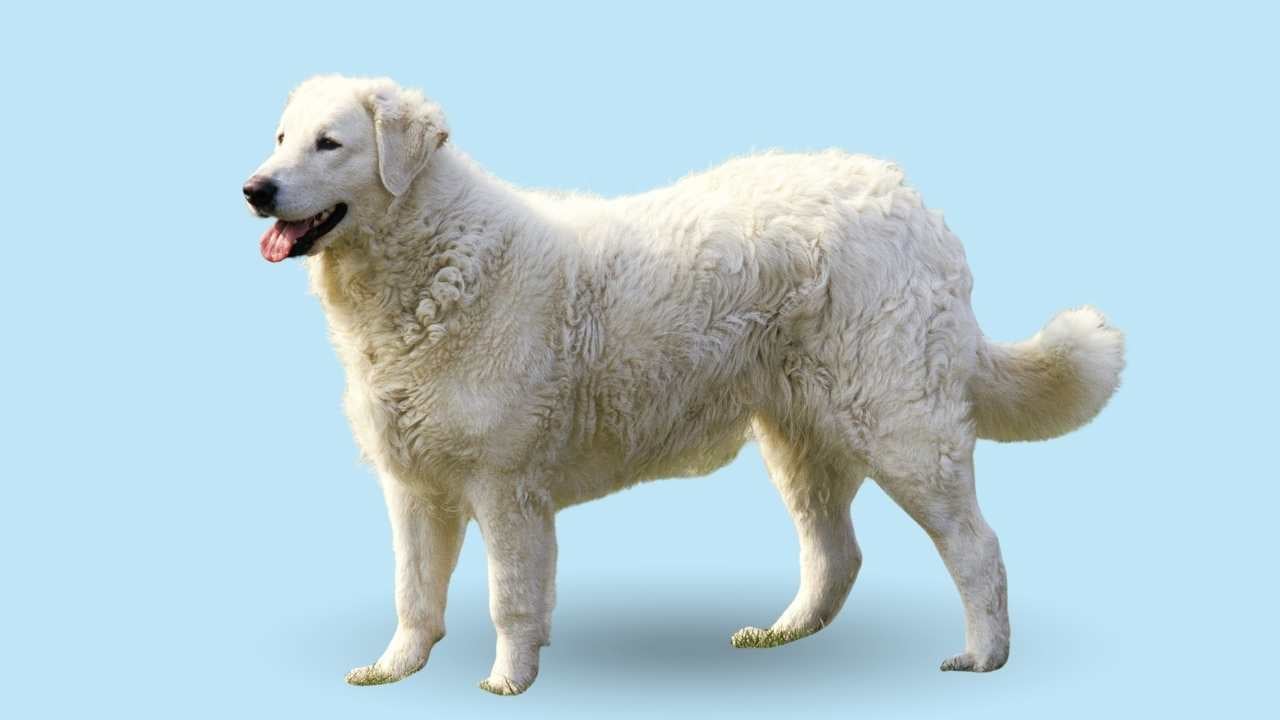 Kuvasz köpek