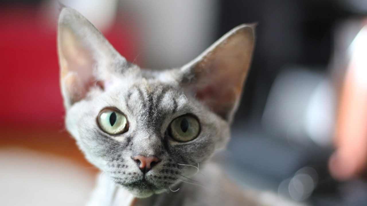 gri Devon Rex Kedisi