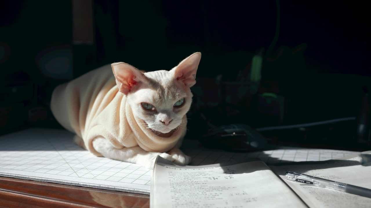 masada yatan Devon Rex Kedisi