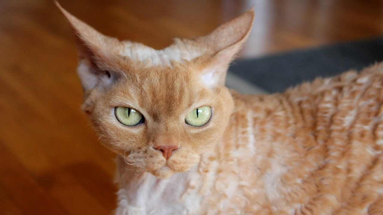 sarı renkli Devon Rex Kedisi