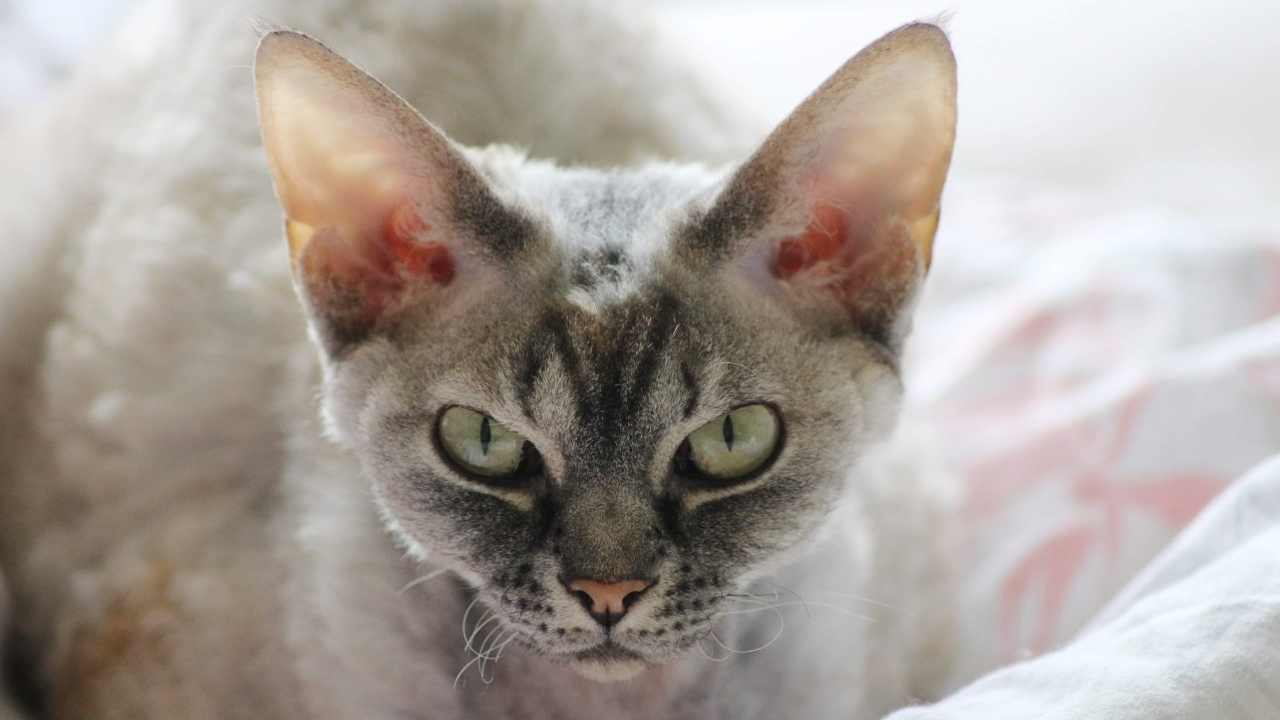 gri tekir desenli Devon Rex Kedisi