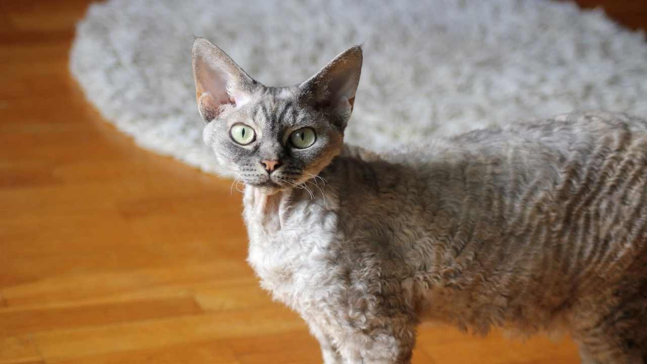 yeşil gözlü Devon Rex Kedisi evde