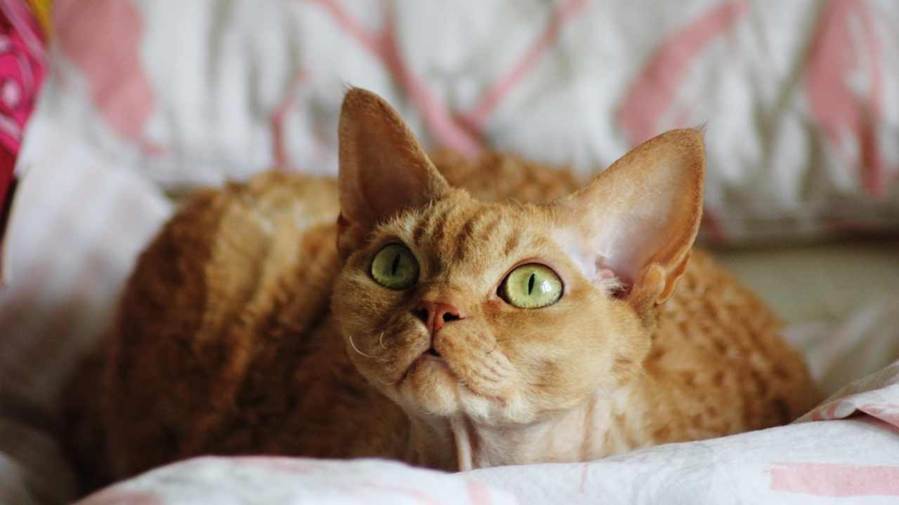 yatakta yatan Devon Rex Kedisi